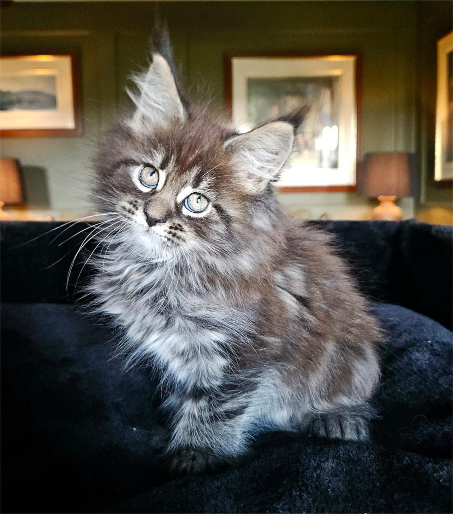 Avalon PP du Vaudemusson