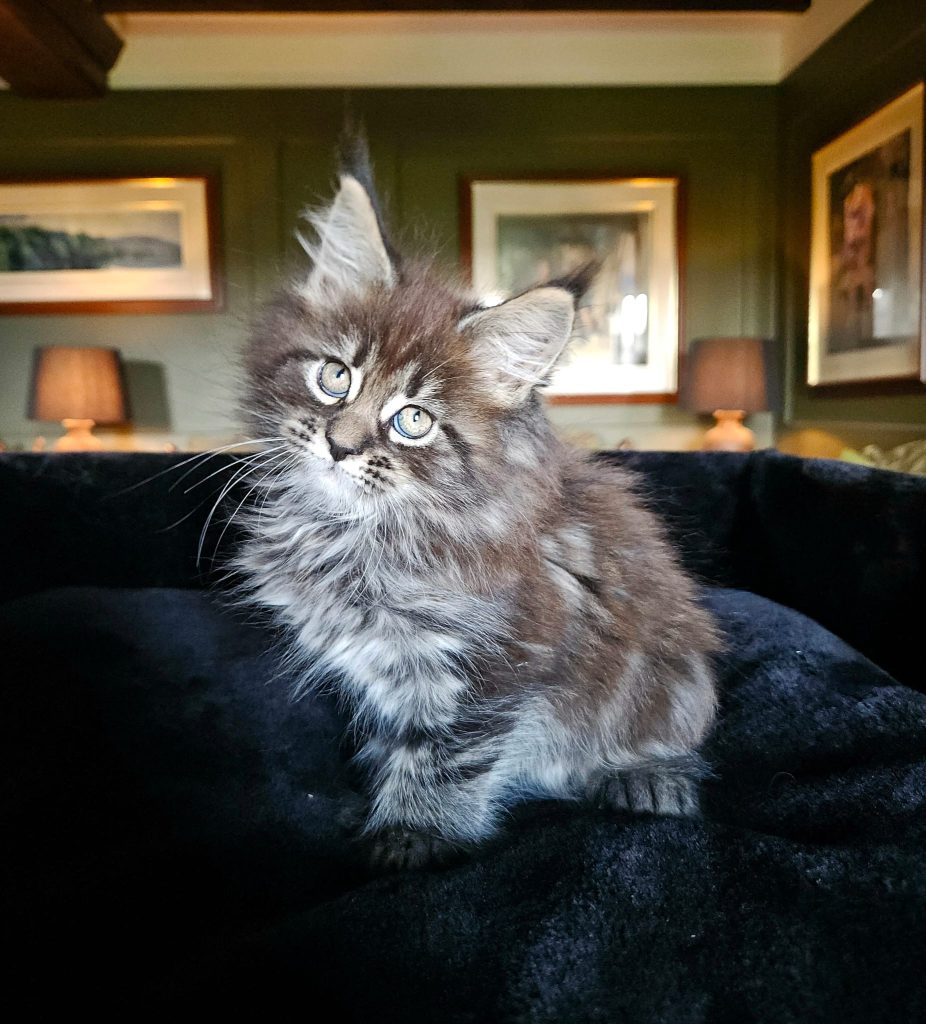 Avalon PP du Vaudemusson