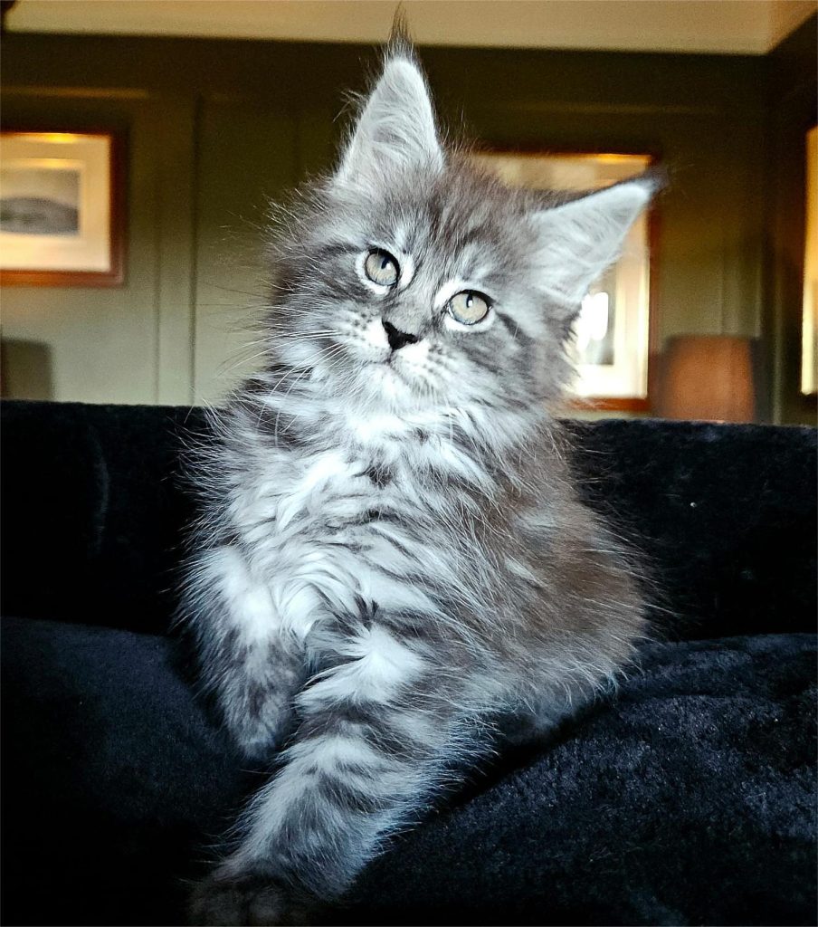 Aylah du Vaudemusson