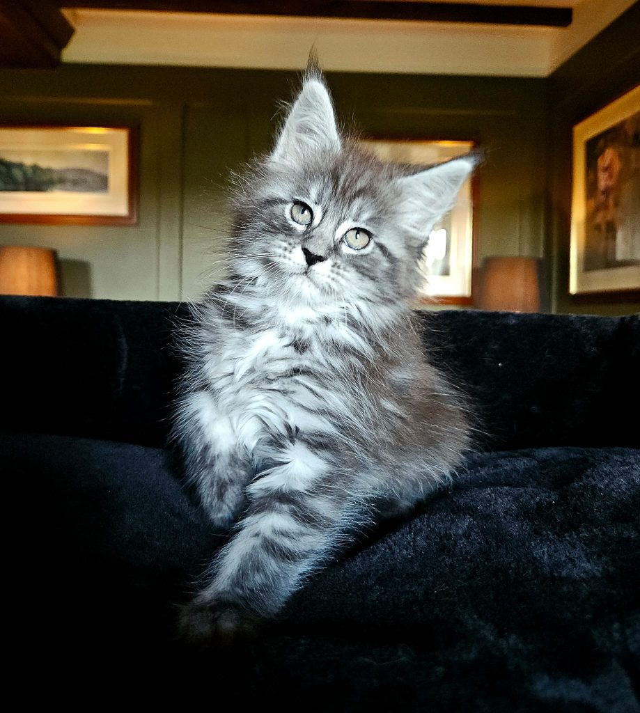 Aylah du Vaudemusson