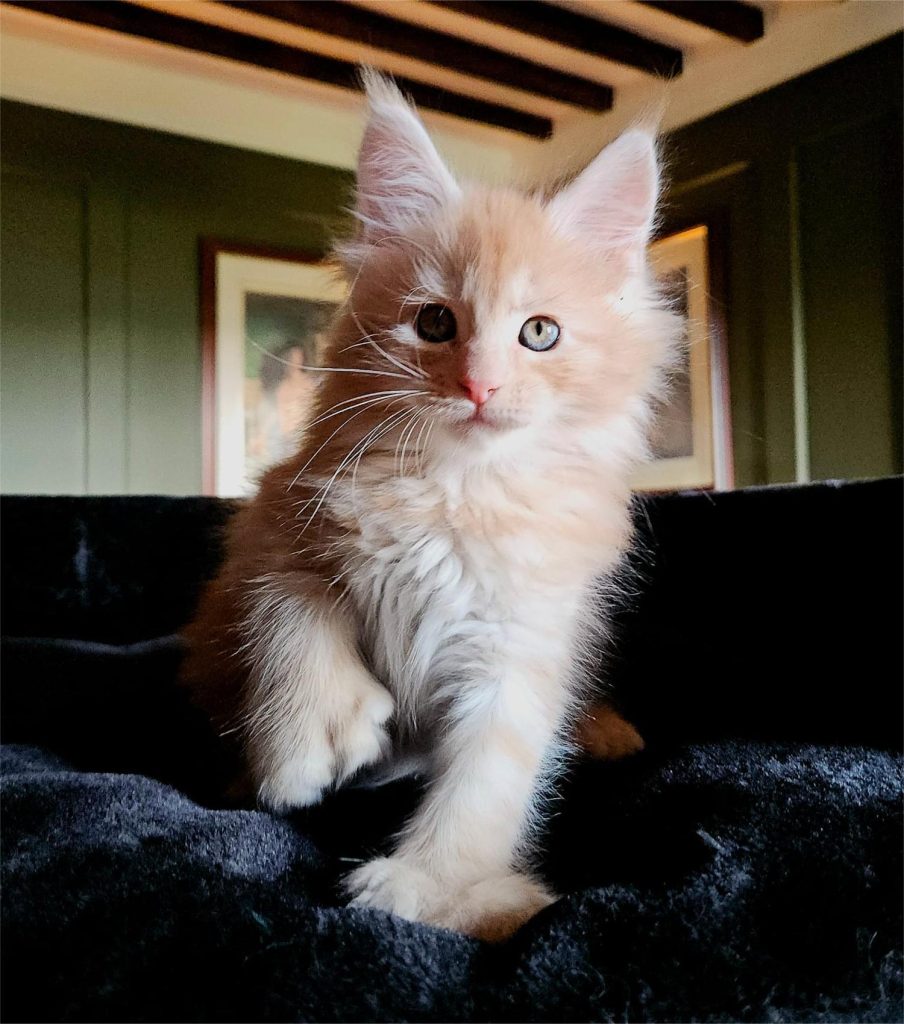 Aribo PP du Vaudemusson