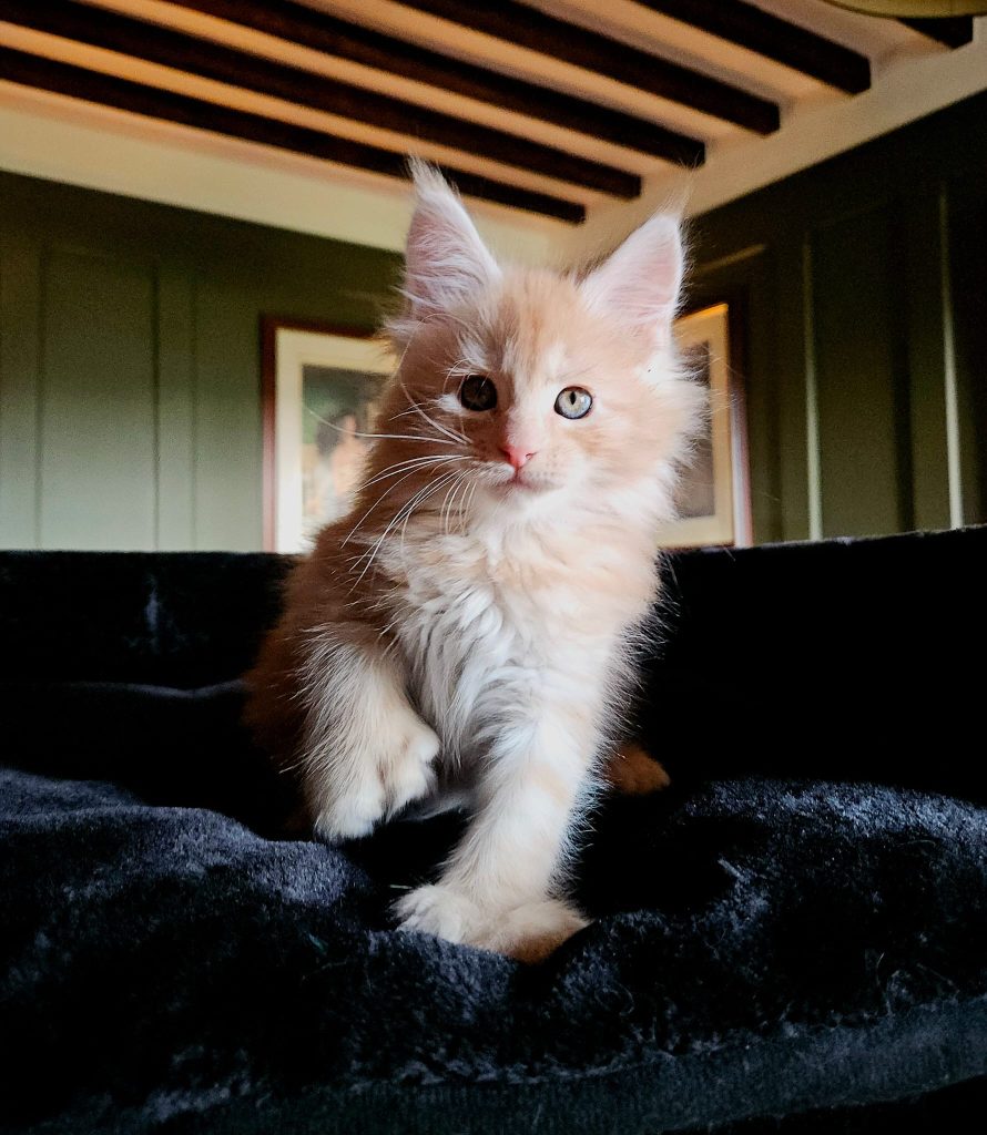 Aribo PP du Vaudemusson