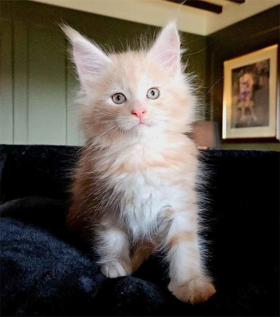 Artus du Vaudemusson