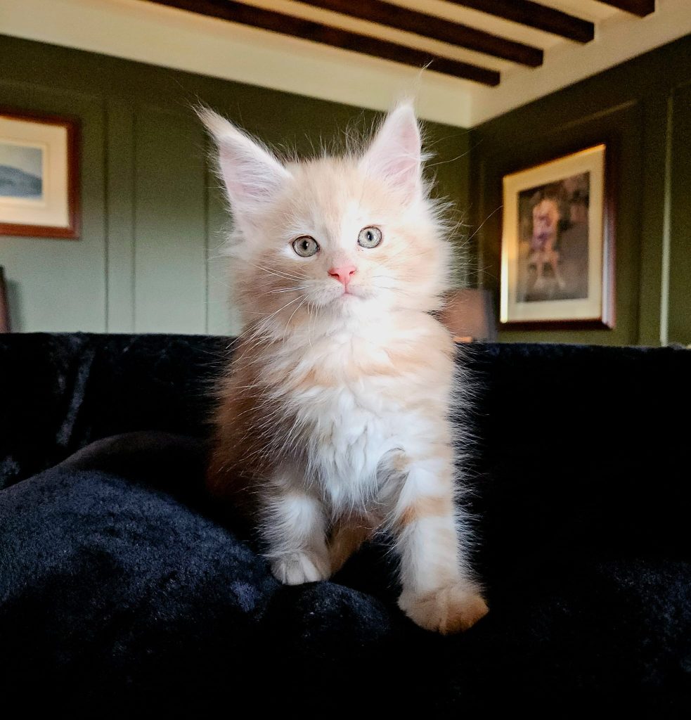 Artus du Vaudemusson