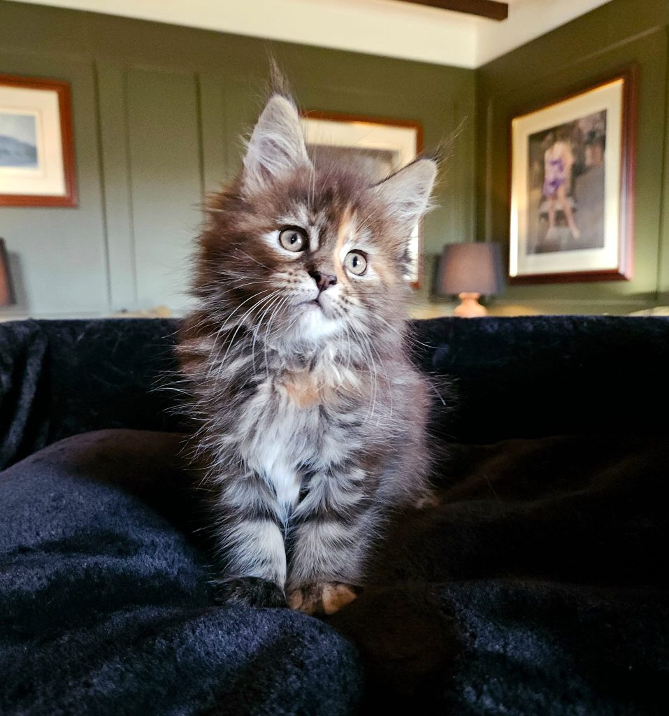 Alice In Wonderland du Vaudemusson