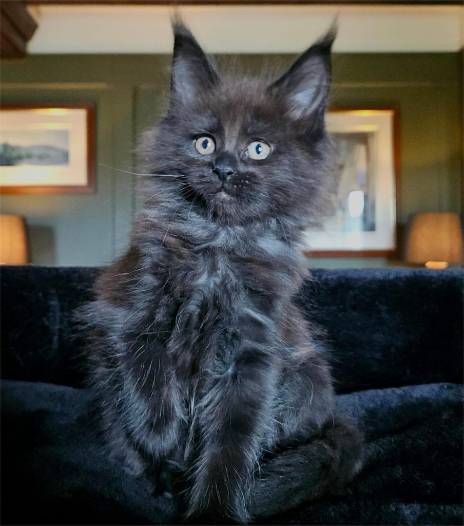 Amoura du Vaudemusson