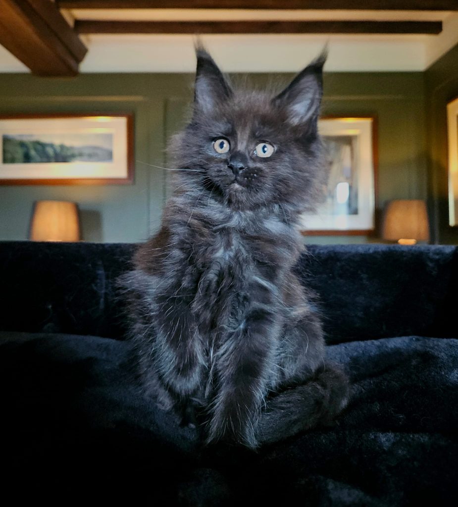 Amoura du Vaudemusson