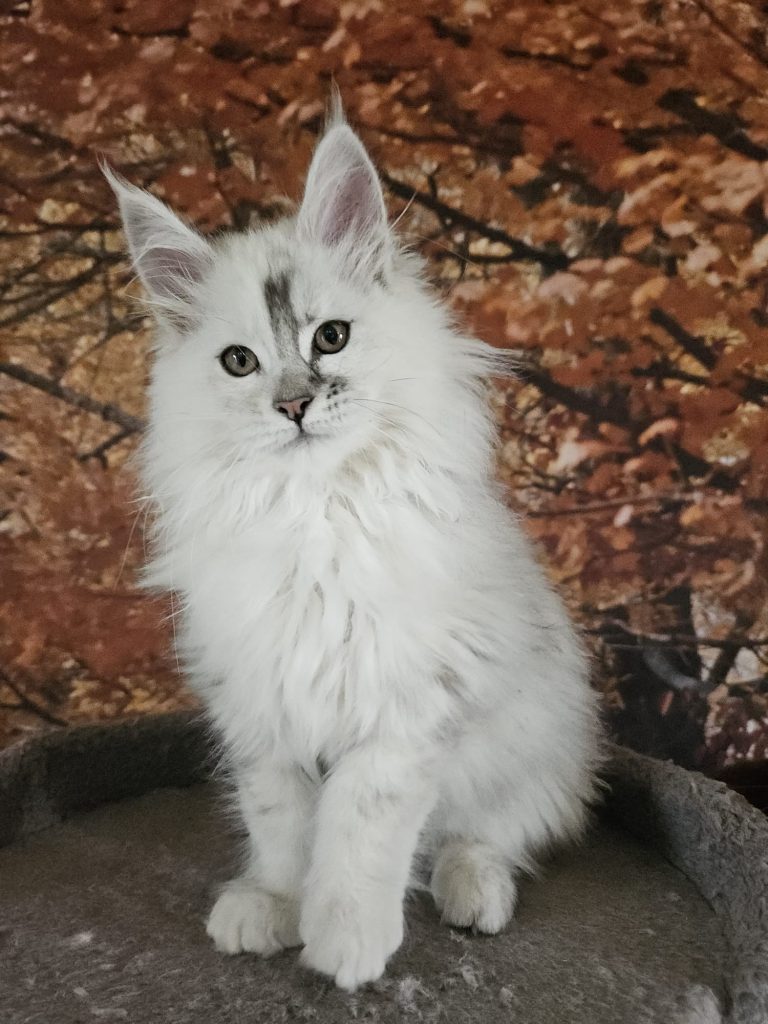 Abeille Belle du Vaudemusson