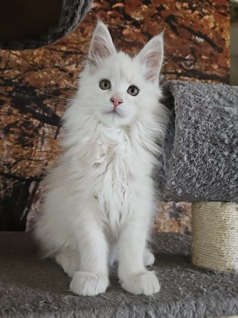 Achille du Vaudemusson