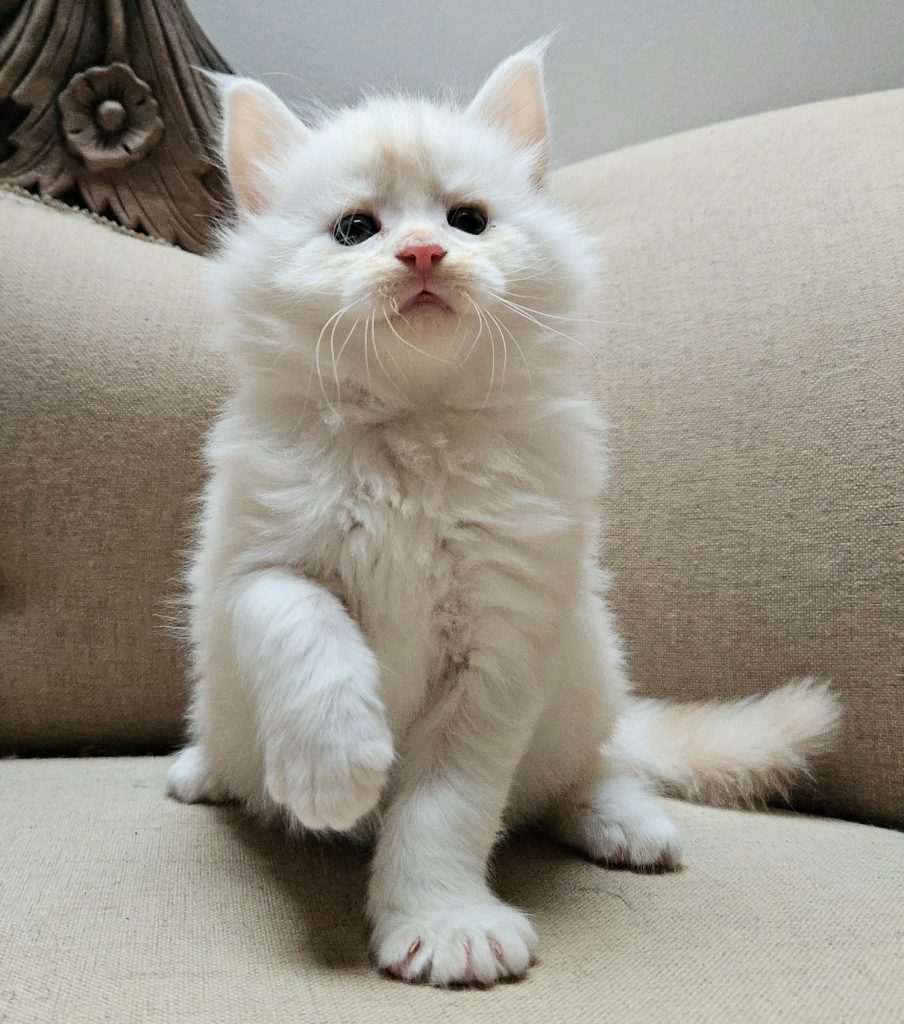 Astro du Vaudemusson