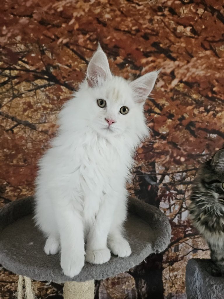 Astro du Vaudemusson