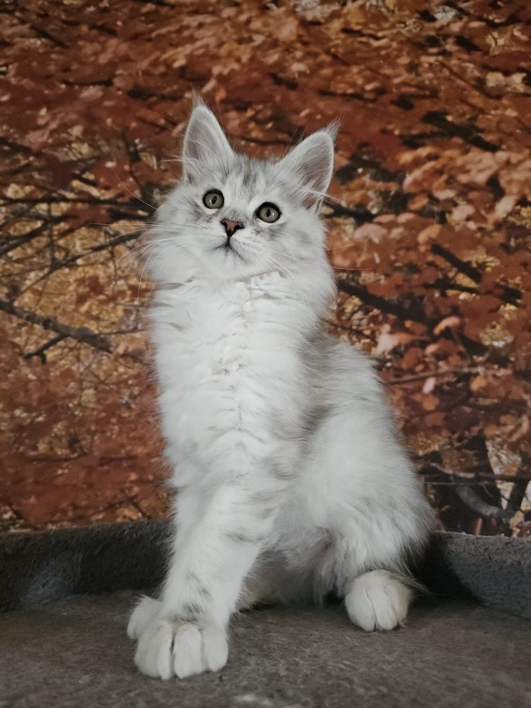 Aupal du Vaudemusson