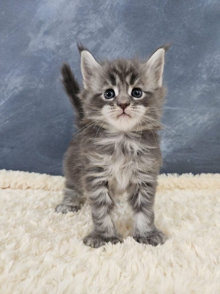 Buttercup PP du Vaudemusson