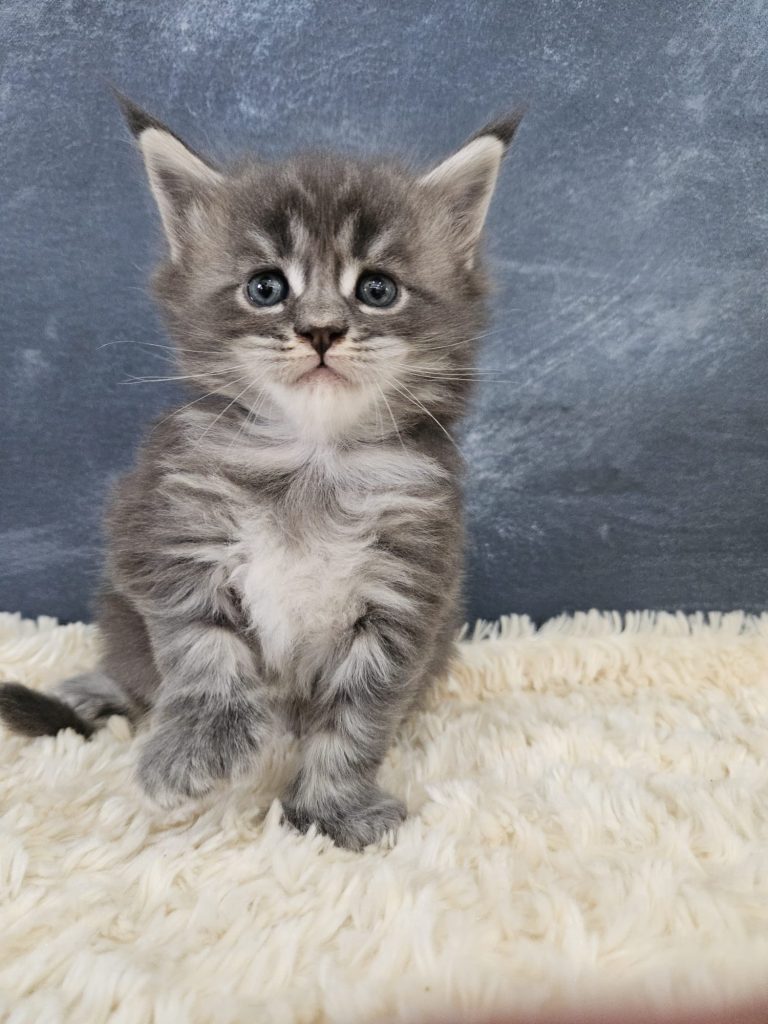 Bee-Baba-Lulo PP du Vaudemusson