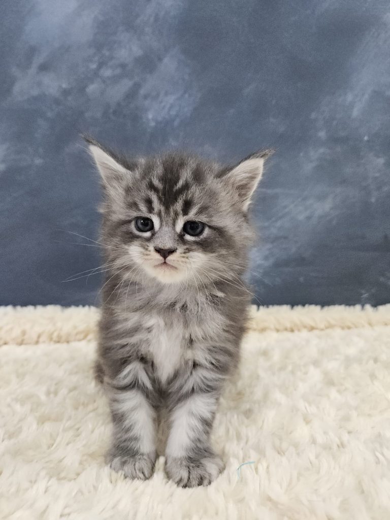 Biscoff du Vaudemusson