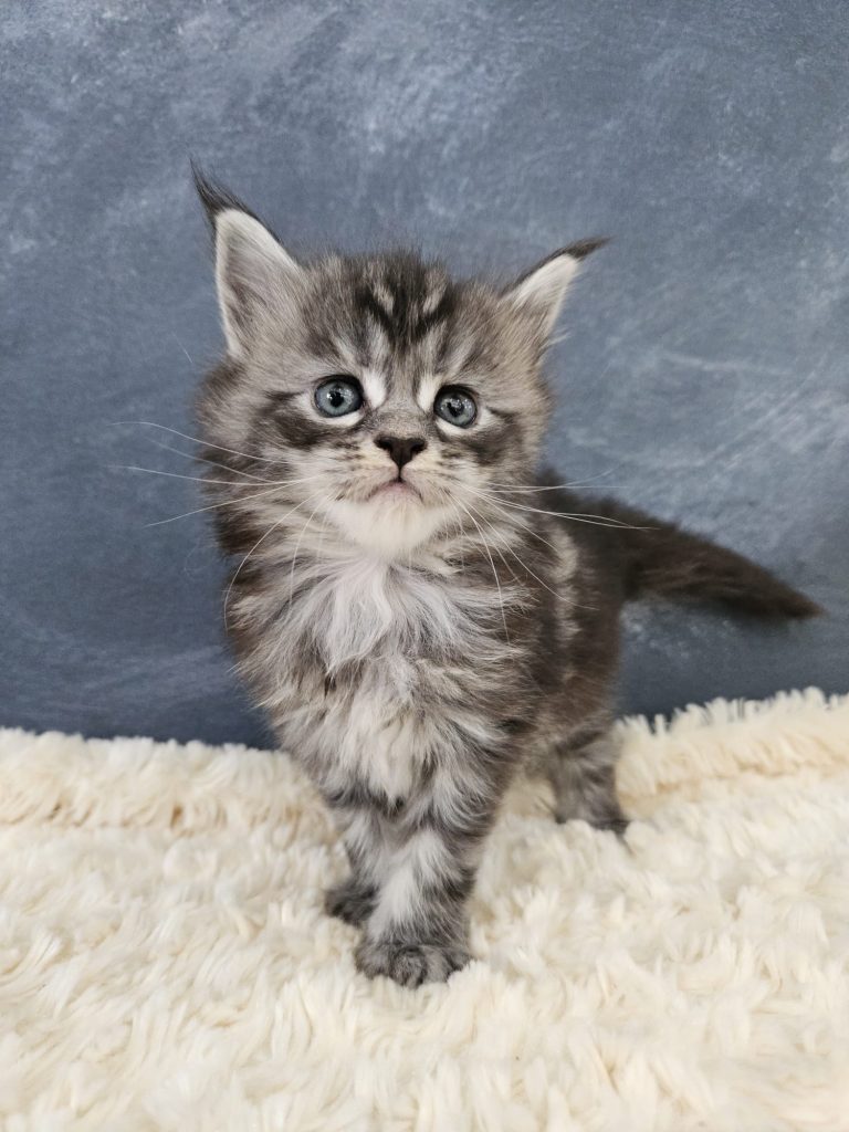 Biscotte du Vaudemusson