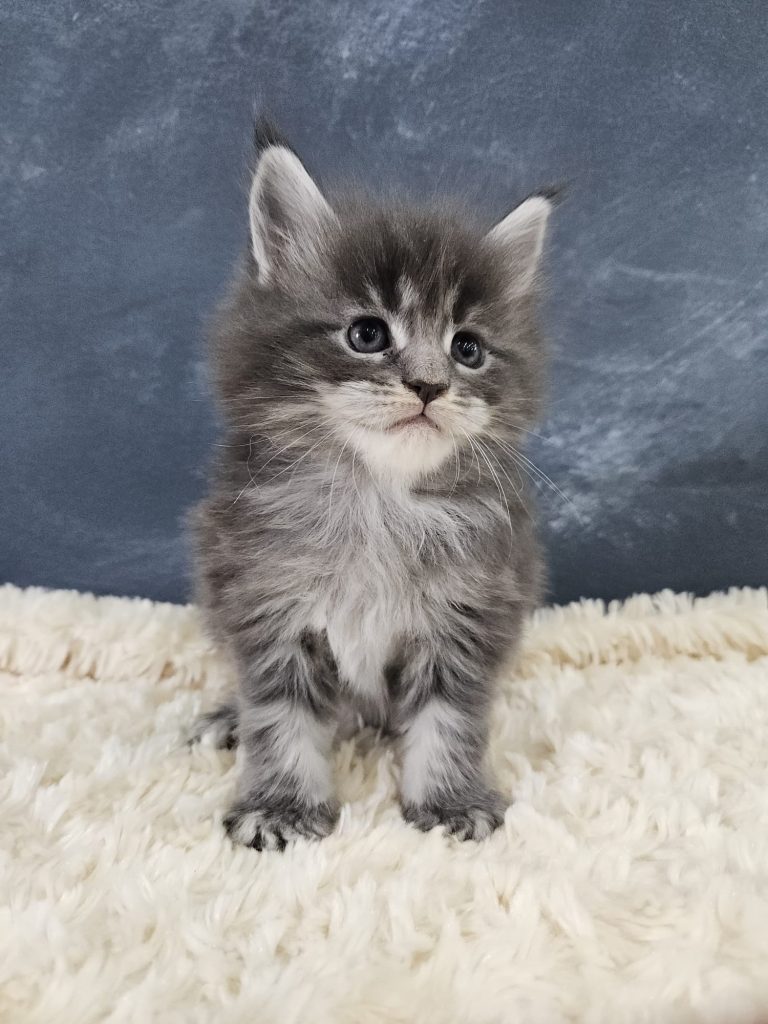 Biscuit du Vaudemusson