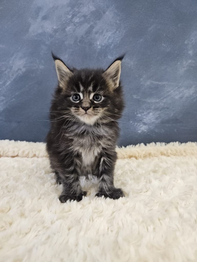 Butternut PP du Vaudemusson