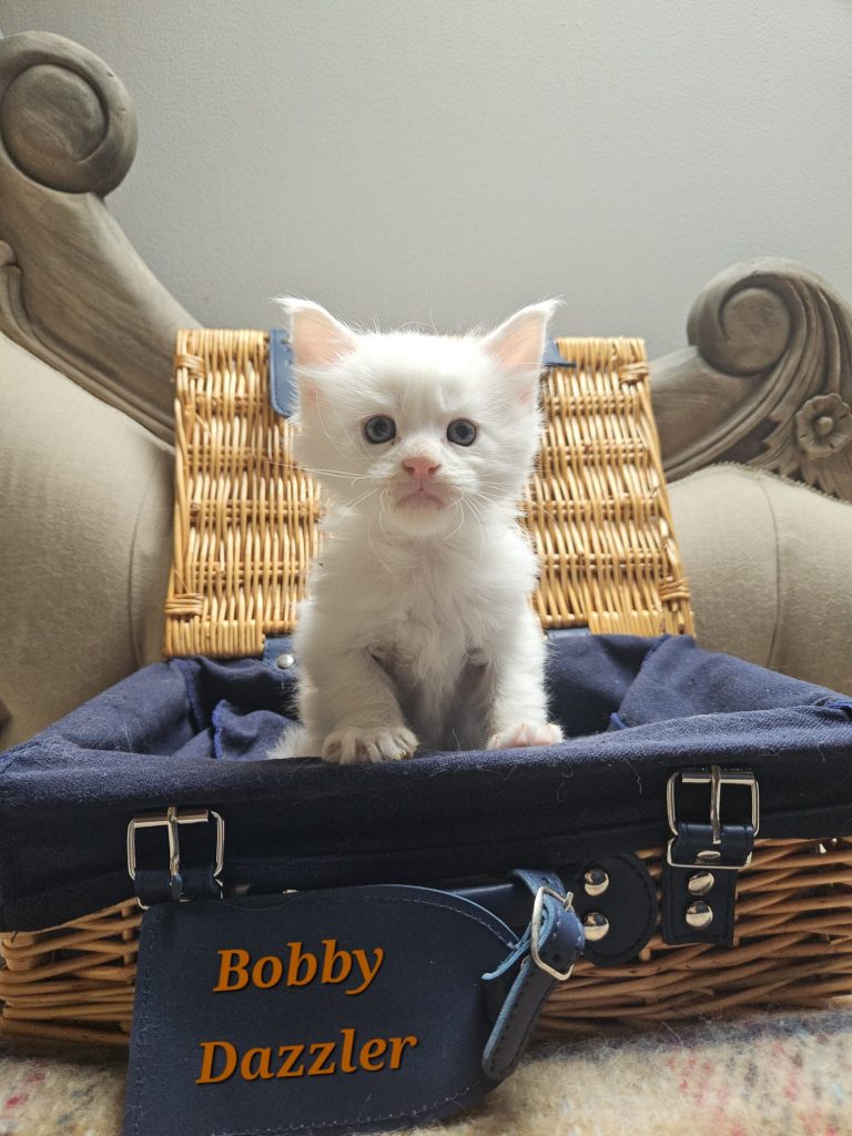 Bobby Dazzler du Vaudemusson