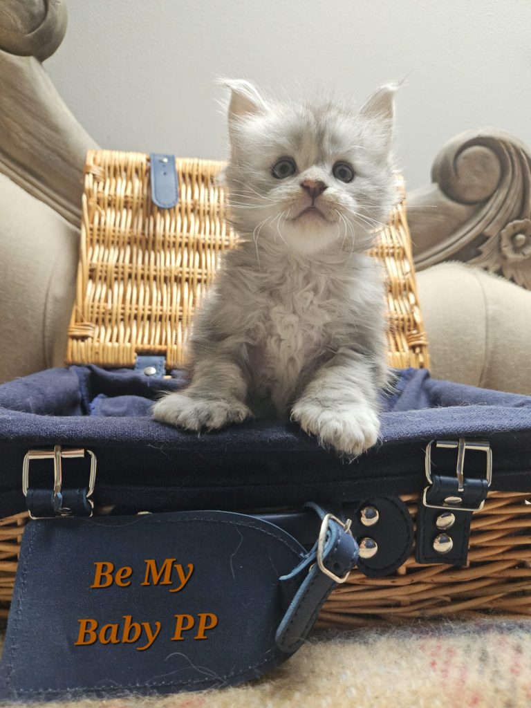 Be My Baby PP du Vaudemusson